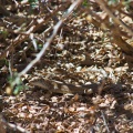 acanthodactylus-boskianus-saudi-arabia-CADCD9C4-4AB4-11DC-AA40-000A95CA2156.jpg