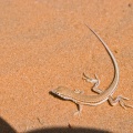 acanthodactylus-gongrorhynchatus-saudi-arabia-377AFF52-4AB7-11DC-AA40-000A95CA2156.jpg