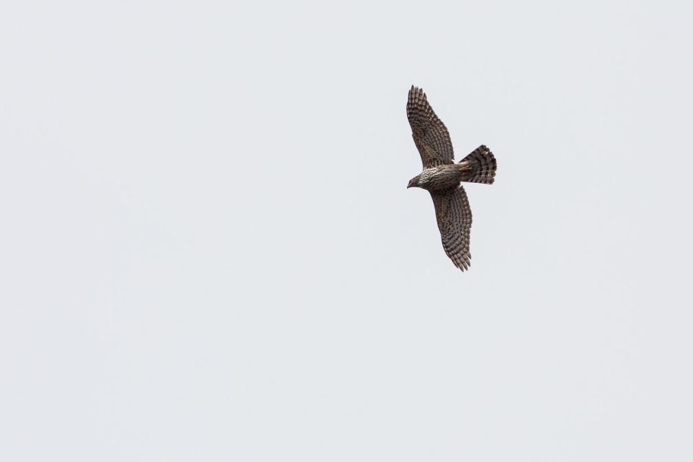 accipiter-gentilis-switzerland-1ECE5AE7-2C13-4340-845F-C13BB1AFC992.jpg