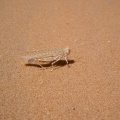 acrididae-sp-saudi-arabia-74597E40-4B7C-11DC-8D9F-000A95CA2156.jpg