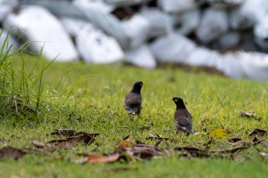 Acridotheres tristis