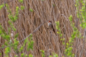 Acrocephalus arundinaceus (Rousserolle turdoïde)