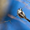aegithalos-caudatus-switzerland-45B6C9DC-AB56-49FF-AFE4-D49897BD421B.jpg