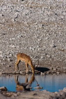 Aepyceros melampus (Impala)