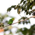 agapornis-pullarius-gabon-74B24B30-8D5C-4B55-9B1A-B75482ADB038.jpg