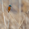 alcedo-atthis-switzerland-2C3A7A65-C0E6-44A3-9FE9-1C73A240EABD.jpg