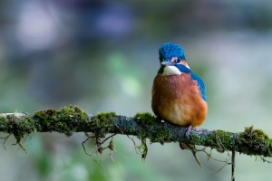 Alcedo atthis (Martin-pêcheur d'Europe)