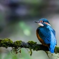alcedo-atthis-switzerland-95BEF8F6-A8F6-45AB-BB43-E1650124EDAC.jpg
