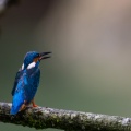 alcedo-atthis-switzerland-F96CF4F9-309F-4C16-A896-3D2C3D22D7DF.jpg