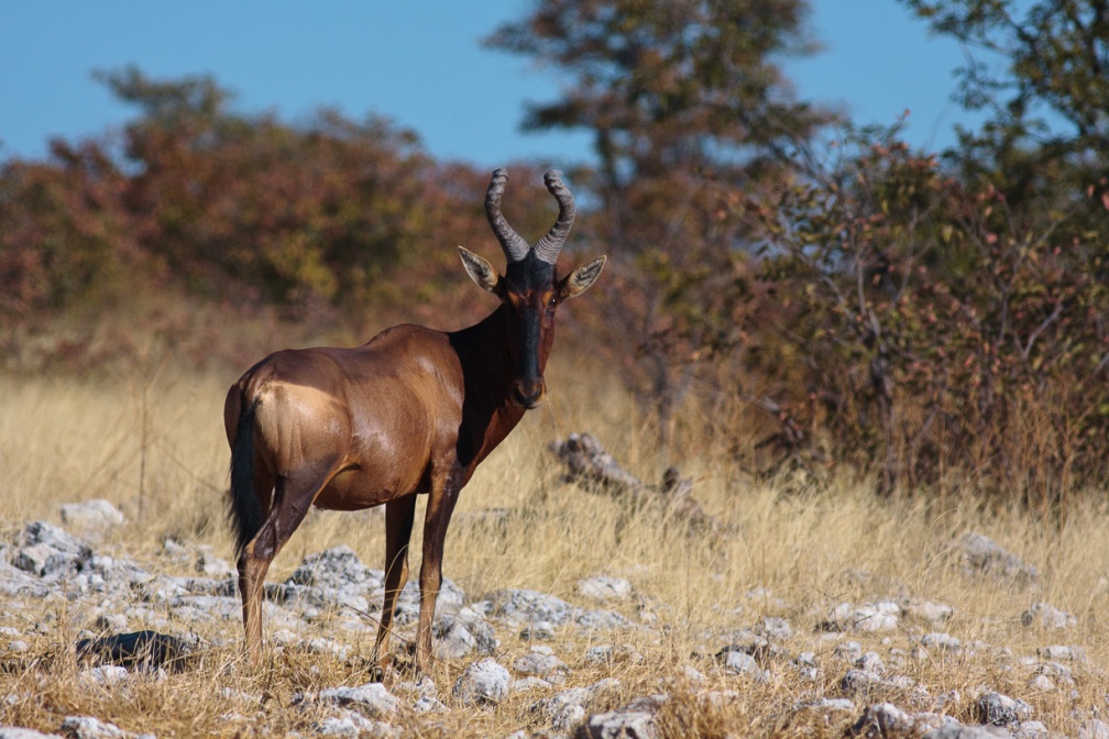 alcelaphus-buselaphus-namibia-109A46E8-BAF1-4E90-9709-7824F707FF37.jpg