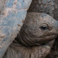 aldabrachelys-gigantea-mauritius-C6367283-2FD7-4460-B8A9-8BB87B8325B3.jpg