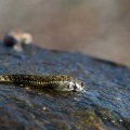 alticus-saliens-sri-lanka-C3C9586E-71B6-4764-B904-F08930BEB6C8.jpg