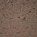 ammomanes-cinctura-saudi-arabia-CD6372B8-4A9E-11DC-AA40-000A95CA2156.jpg