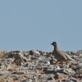 ammoperdix-heyi-saudi-arabia-204705D7-4AB5-11DC-AA40-000A95CA2156.jpg