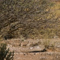 ammoperdix-heyi-saudi-arabia-21FFECF6-4AB1-11DC-AA40-000A95CA2156.jpg