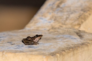 Amphibia sp. indet. 4