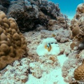 amphiprion-chrysogaster-mauritius-C211D1AE-34E9-4623-ADC2-672533C666E3.jpg