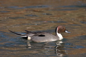 Anas acuta (Canard pilet)