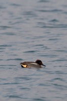 Anas crecca (Sarcelle d'hiver)