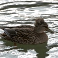 anas-platyrhynchos-switzerland-9AABC194-8D34-11DC-9B9D-000A95CA2156.jpg