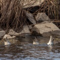 anas-querquedula-switzerland-DD341526-7F55-4163-A939-666C128C3B87.jpg