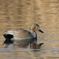 anas-strepera-switzerland-1D12AAD0-F969-481B-9FCE-AC65E8B61C33.jpg