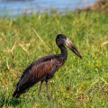 anastomus-lamelligerus-botswana-3D8AAE18-54A7-4388-95B4-CDDBFE939EDA.jpg