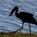 anastomus-lamelligerus-botswana-9003F840-3085-4A05-B5F3-BC15F07AA491.jpg