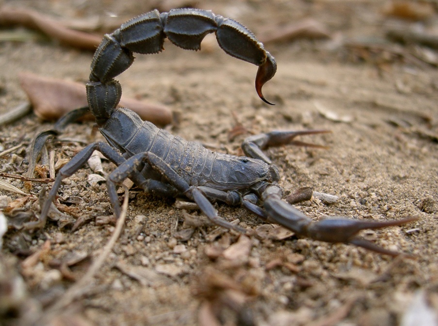 androctonus-crassicauda-saudi-arabia-7B67081E-4B7D-11DC-8D9F-000A95CA2156.jpg
