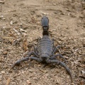 androctonus-crassicauda-saudi-arabia-7B9EC286-4B7D-11DC-8D9F-000A95CA2156.jpg
