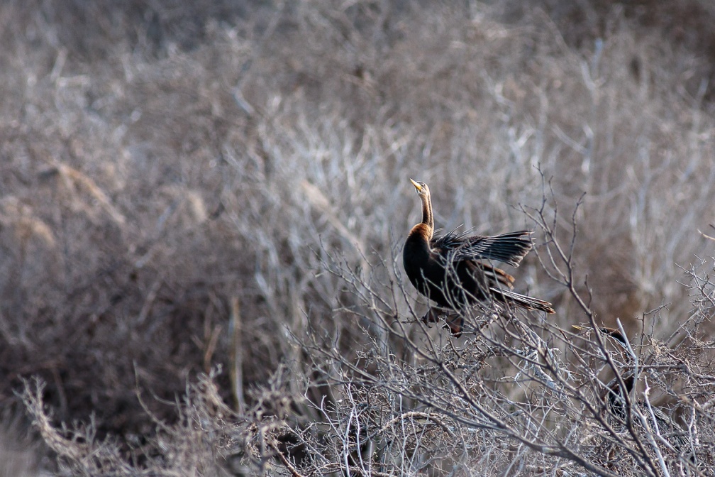 anhinga-anhinga-south-africa-15BC368E-1C9B-456A-928A-F74F968626FD.jpg
