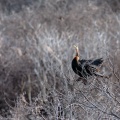 anhinga-anhinga-south-africa-15BC368E-1C9B-456A-928A-F74F968626FD.jpg