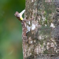 anolis-sp-vietnam-2503BE5E-890B-43BA-9F30-9A0EFF4E114F.jpg