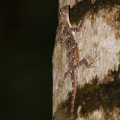 anolis-sp-vietnam-6B20429D-DD1E-4626-B5A8-EA1AB7DF0C64.jpg