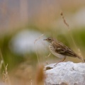 anthus-spinoletta-italy-8AC2BC96-4D66-11DC-8A96-000A95CA2156.jpg