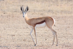 Antidorcas marsupialis (Springbok)