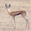 antidorcas-marsupialis-botswana-3072A93C-23D3-4A7D-8731-3AA8B031EAB6.jpg