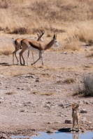 Antidorcas marsupialis (Springbok), Canis mesomelas (Chacal à c