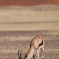 antidorcas-marsupialis-namibia-FE158C1A-FE36-4C44-B882-9ACA85A3E485.jpg