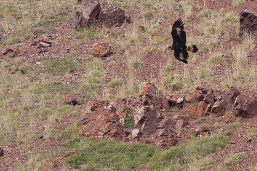 aquila-chrysaetos-kyrgyzstan-A1BDBD7B-12E0-4475-96F1-7C5F85B517E9.jpg