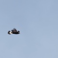 aquila-chrysaetos-kyrgyzstan-C7D67FFC-4D11-427D-B24D-24EA11D58131.jpg
