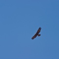 aquila-chrysaetos-saudi-arabia-2E8DDA42-4A9C-11DC-AA40-000A95CA2156.jpg