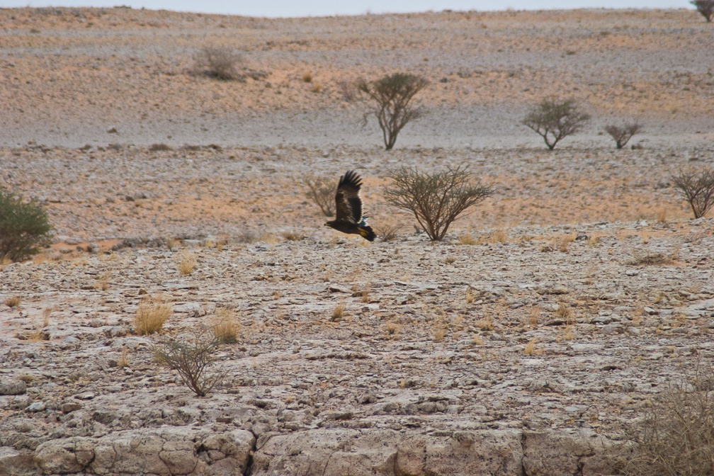 aquila-nipalensis-saudi-arabia-BDBFFA09-4AA0-11DC-AA40-000A95CA2156.jpg