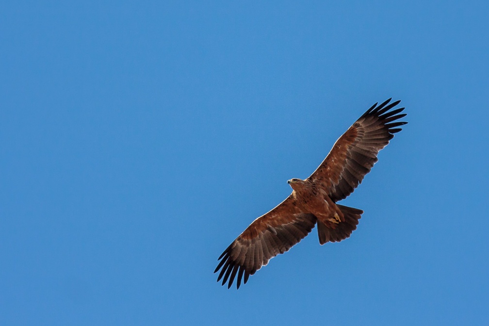 aquila-rapax-botswana-EE9BBA6B-B29B-4B61-A56B-768E824BEC64.jpg