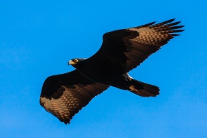 Aquila verreauxii (Aigle de Verreaux)