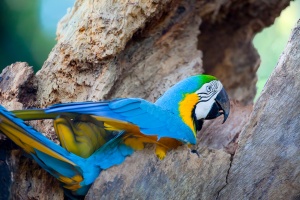 Ara ararauna (Ara bleu)