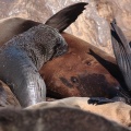 arctocephalus-pusillus-namibia-14A78EC2-A902-484C-A392-79075B9CCCB9.jpg