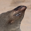 arctocephalus-pusillus-namibia-5F2C00BB-9A4A-44CF-B165-88FF3FCEBCCB.jpg