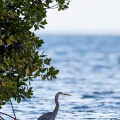 ardea-herodias-guadeloupe-C692007A-0DF7-42B4-8E27-DD3EF9F0F9C3.jpg