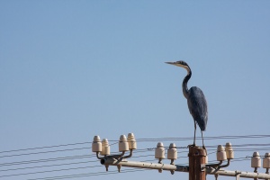 Ardea melanocephala (Héron mélanocéphale)